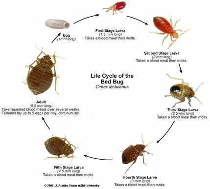 Bed Bug Lifecycle