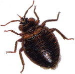 images-bedbug