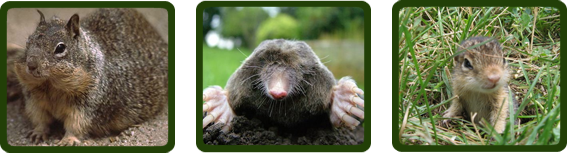 images-burrowing_rodents