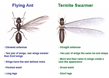 Termite Vs. Ant
